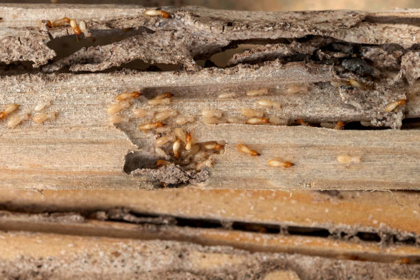 Best Wasp Removal Services  in El Jebel, CO